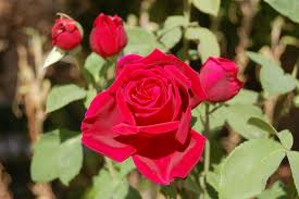 Flores