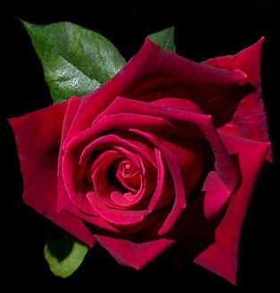 цветя