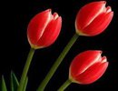 цветя
