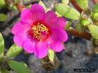 purslane