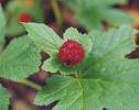 goldenseal