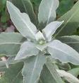 white sage