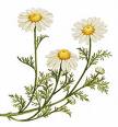 chamomile