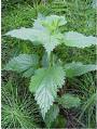 nettles