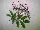 elderberry
