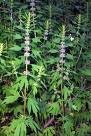 hyssop