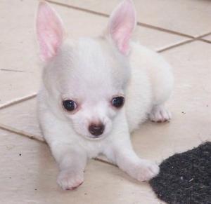 Cagnolino ^^