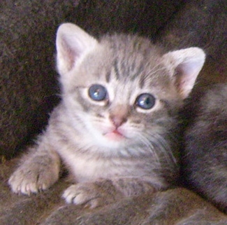 Cucciola
