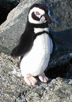 Pinguino