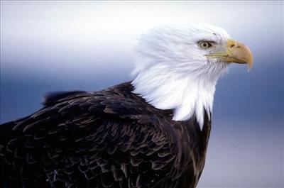 Aquila