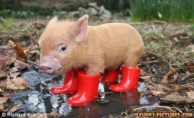 booty pig