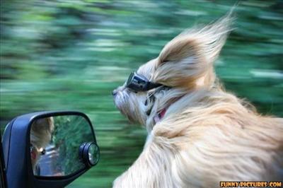 cool dog