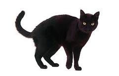 Fat Cat