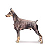 Doberman