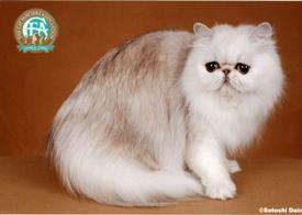 Persian