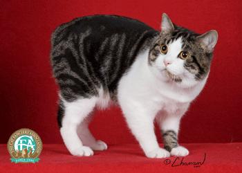 Manx