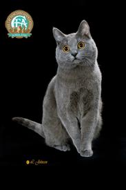 Chartreux