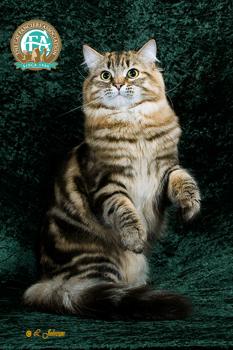 Siberian