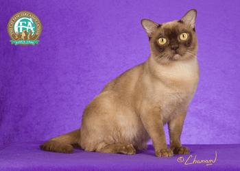 Burmese