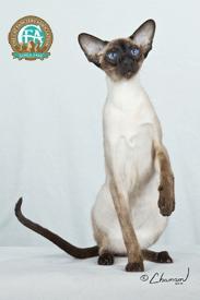 Siamese