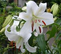 Lily