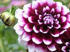 Dalia