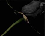Black rose