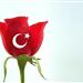 TR Bayrakli- Tek/Kirmizi Gul