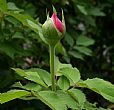 RoseBud