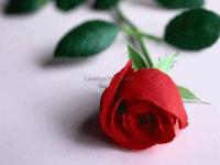 Red Rose