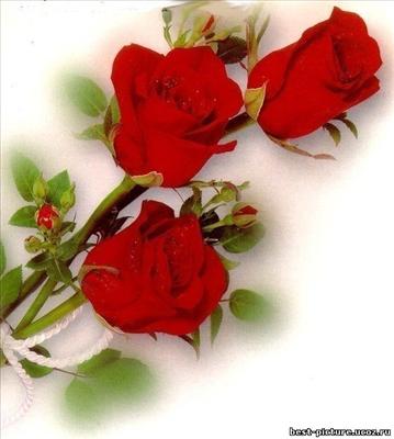 red rose