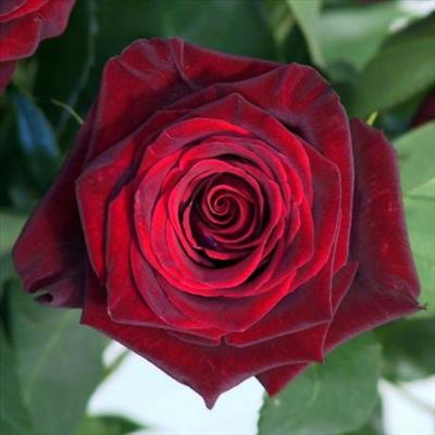 rose11