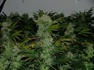 medicinal weed