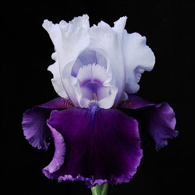 Serenity Iris