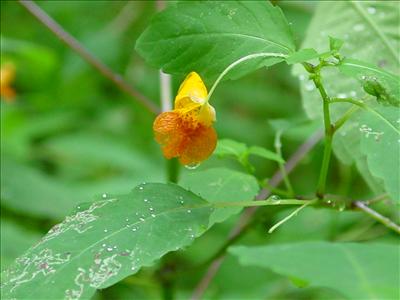 Orange Serenity Flower