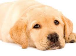 sweet dog