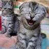 kedi