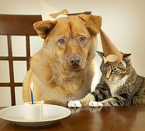 comme chien et chat 