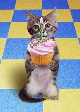 petit chat