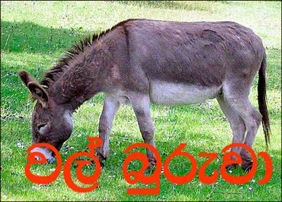 Wal Booruwaa