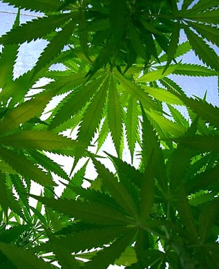 Cannabis
