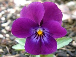 Bunga Violet