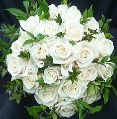 Bunga rose putih