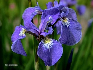Bunga Iris