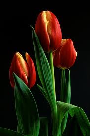 Bunga Tulip