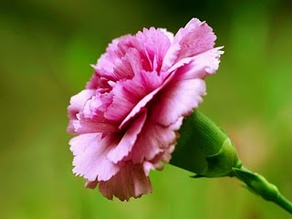 Bunga Carnation