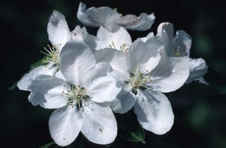 Bunga Jasmin