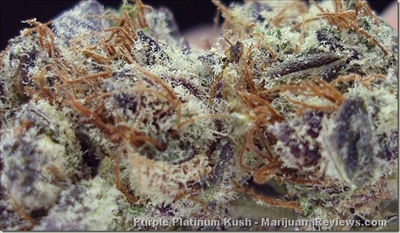 Purple Platinum Kush