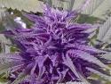 purple haze