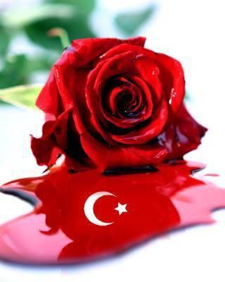 TURKIYE GÜL